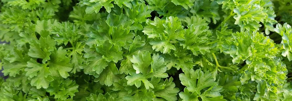 Dicht wachsende Petersilie